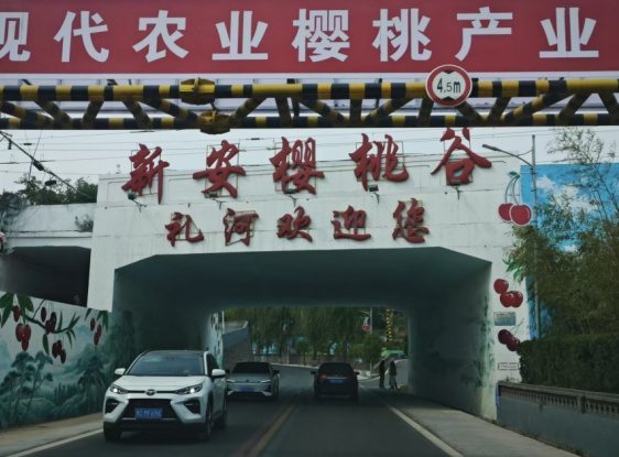 河南五一假期“樱桃经济”遍地开花 第2张 河南五一假期“樱桃经济”遍地开花 第2张